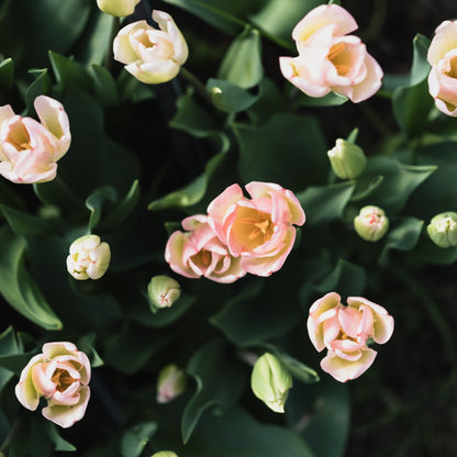 Tulips, Tea and Cake!