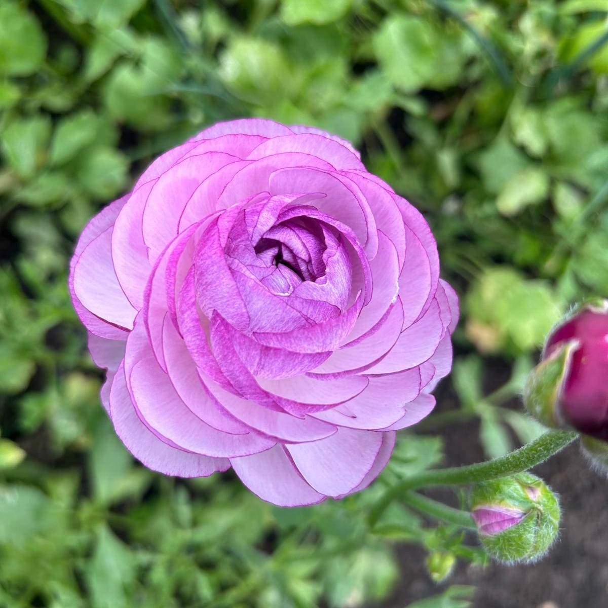 Ranunculus Corms – Jazzyroseflowers