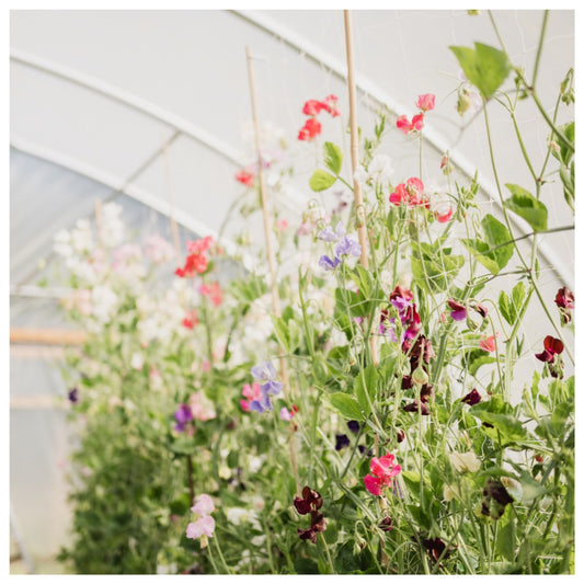 Sweetpea seeds